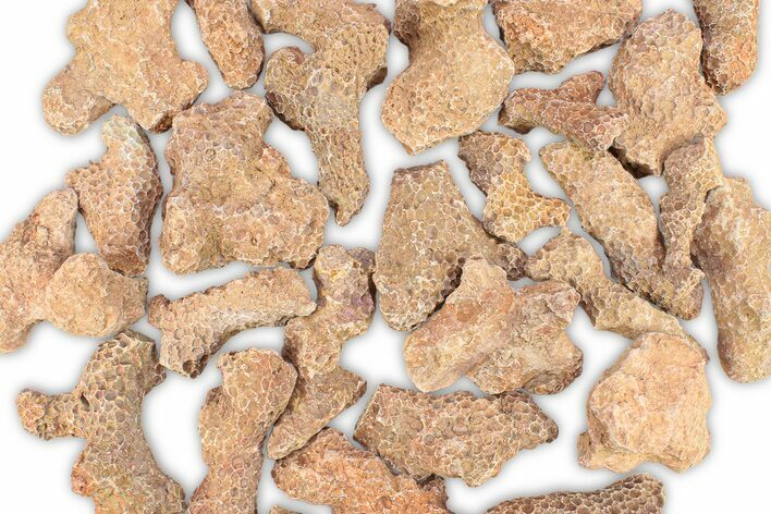 1 1/2 to 2 1/2" Devonian Fossil Tabulate Coral Pieces - Photo 1